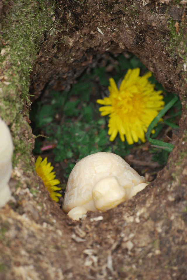 Les p'tites tortues